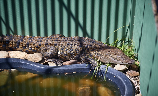 Saltwater Crocodile - RE1-web