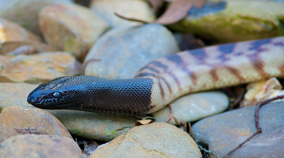 https://www.reptileencounters.com.au/wp-content/uploads/2017/01/snake-scales.png