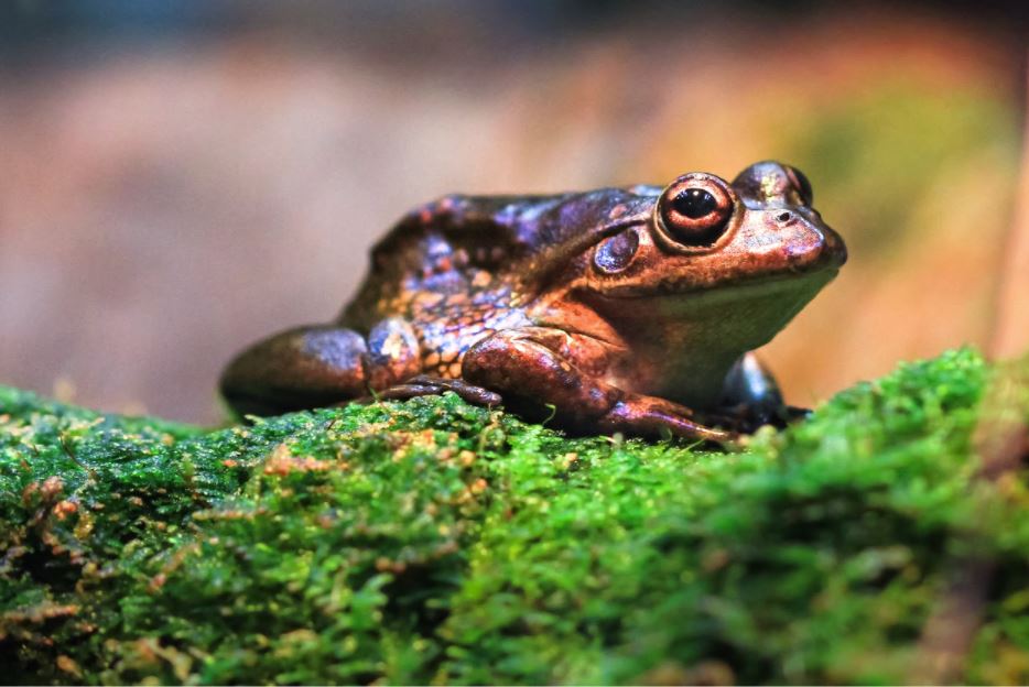 adult-growling-grass-frog-sitting-on-a-bed-of-moss