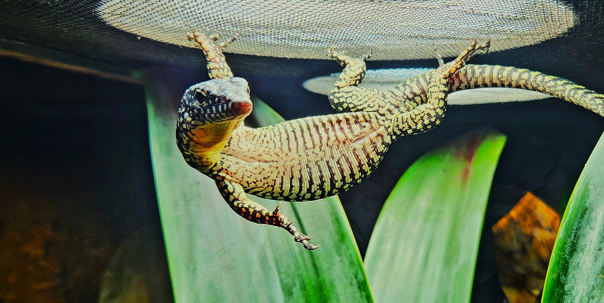 baby-mangrove-monitor-hanging-out-heat-lamp